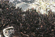 Andreaea rupestris (a, 141109-472338) 9773.JPG