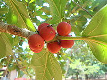 Banyan fruit Ficusbenghalensis IGZoopark Visakhapatnam.JPG