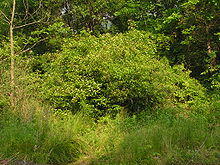 Cornus amomum form 01.JPG