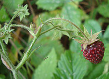 Fragaria moschata detail.JPG