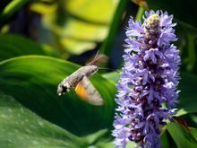 Hummingbird hawk-moth Bulgaria.png