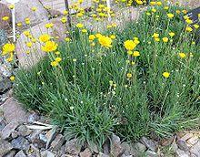 Hymenoxis acaulis form.jpg