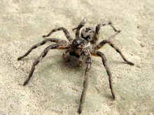 Lycosa tarantula.png