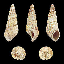 Melanoides admirabilis 01.JPG