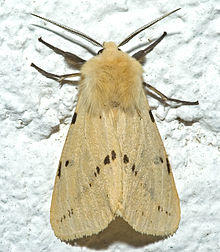 Spilosoma lutea1.jpg