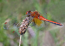 Sympetrum Flaveolum.jpg