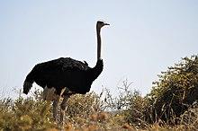 West Coast National Park (11356314336).jpg