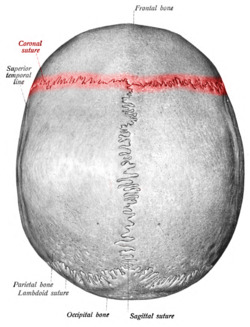 Sobo 1909 46 - Coronal suture.png