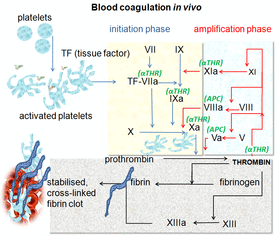 Coagulation in vivo.png