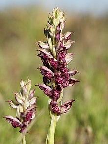 Anacamptis fragrans (flower spike).jpg