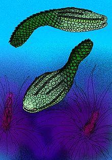 Astraspis desiderata.jpg