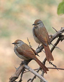 Cichladusa arquata -near Jongomero, Ruaha National Park, Tanzania -two-8.jpg