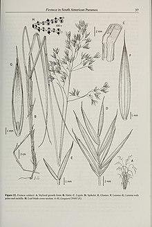 Contributions from the United States National Herbarium (2008) (14783327695).jpg