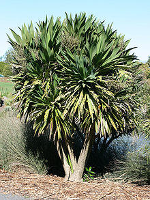 CordylineObtecta.jpg