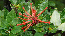 Embothrium coccineum 001.jpg