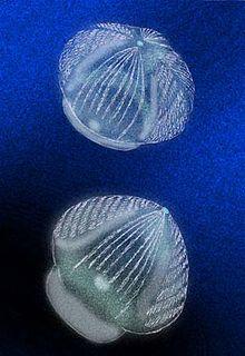 Fasciculus vesanus.jpg