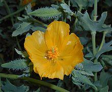 Glaucium flavum 2015-06-16 442.JPG