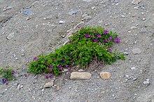 Hedysarum boreale in Jasper National Park, Canada