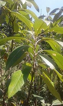 Leitneria floridana at Missouri Botanical Garden.jpg