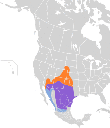 Peucaea cassinii map.svg
