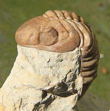 Reedops deckeri cephalon lateral.jpg