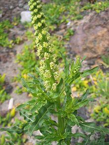 Reseda luteola (Flowers).jpg