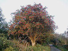 Rowan tree 20081002b.jpg