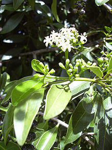 Starr 040318-0038 Psydrax odorata.jpg