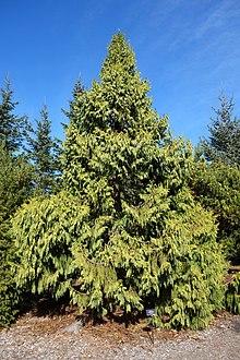 Taiwania cryptomerioides - Mendocino Coast Botanical Gardens - DSC02059.JPG