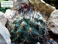 Turbinicarpus viereckii.jpg