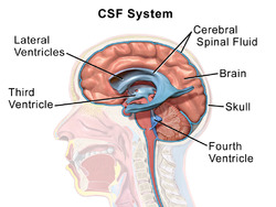 Blausen 0216 CerebrospinalSystem.png