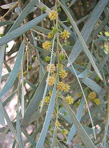 Acacia pendula.jpg