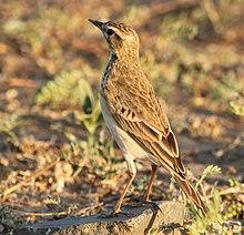 African Pipit, Anthus cinnamomeus, at Mapungubwe National Park, Limpopo, South Africa (18288736366), crop.jpg