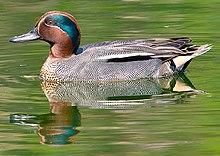 Common teal (male)
