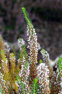 Erica vagans - close-up (aka).jpg