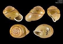 Gonaxis lamottei (MNHN-IM-2000-30949).jpeg