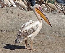 Great white pelican (Pelecanus onocrotalus).jpg