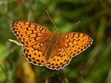 Nymphalidae - Argynnis aglaja.JPG