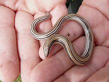 Ophiomorus latastii.jpg
