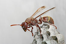 Polistes sp wasp.jpg