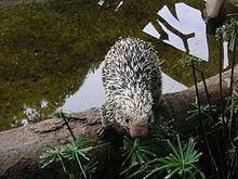 Porcupine 6.jpg