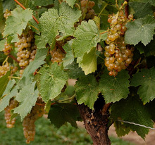Vidal grapes.png