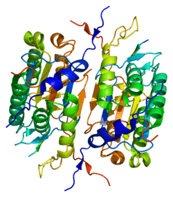 Protein CASP2 PDB 1pyo.png