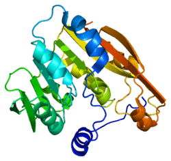Protein TPMT PDB 2bzg.png