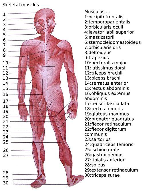 Skeletal muscles homo sapiens.JPG