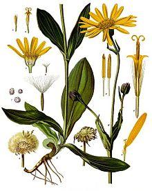 Arnica montana - Köhler–s Medizinal-Pflanzen-015.jpg