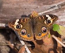 Butterfly in Jamaica Bay Wildlife Refuge (41100).jpg