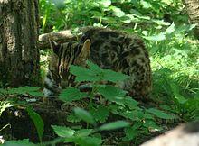 Prionailurus bengalensis bengalensis 2-Découpe.JPG