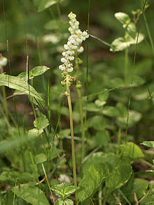 Pyrola minor LC0230.jpg