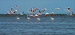 Migratory birds at Chilika lake